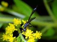 Gasteruption assectator