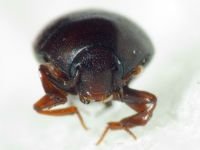 Abraeus