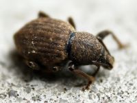 Otiorhynchus raucus