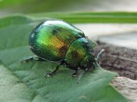Chrysolina graminis