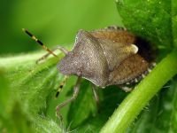 Peribalus strictus vernalis
