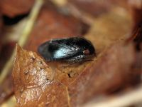 Penthimia nigra