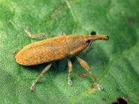 Lixus (Dilixellus) bardanae