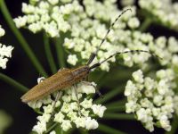 Agapanthia villosoviridescens