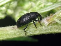 Baris artemisiae