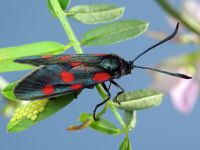 Zygaena lonicerae