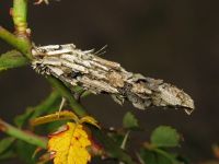 Canephora hirsuta