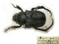 Hoplia bucharica