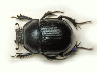 Scarabaeidae