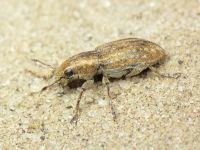 Sitona lepidus