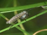 Chironomidae