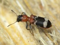 Thanasimus formicarius