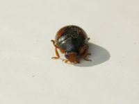 Scymnus frontalis