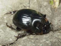 Copris lunaris