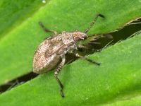 Rhopalidae