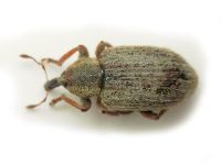 Hypera (Hypera) nigrirostris