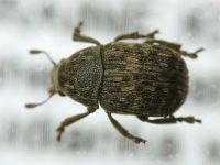 Anthribus nebulosus