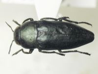 Sphenoptera eugenii