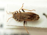 Ortholomus punctipennis