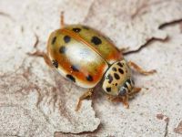 Harmonia quadripunctata