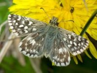Pyrgus malvae