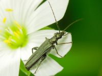 Oedemeridae