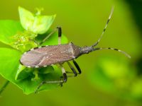 Dicranocephalus albipes