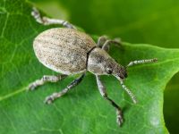 Attactagenus albinus