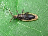 Catoplatus carthusianus