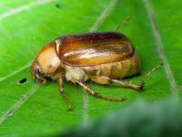 Rhizotrogus aestivus