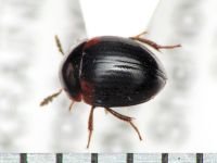 Anisotoma humeralis