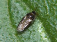 Piesma maculatum