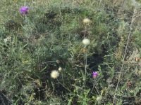 Centaurea