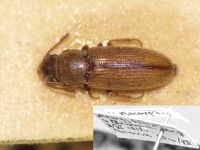 Leucohimatium jakowlewi