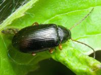 Tenebrionidae