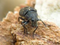 Rhaphitropis marchica