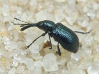 Rhynchitinae