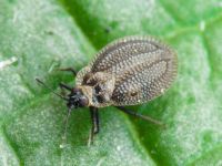 Acalypta marginata