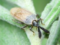 Copium teucrii