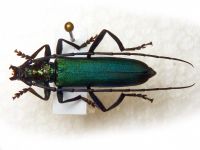 Aromia moschata