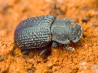 Bolitophagus reticulatus