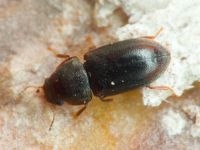 Orthocis lucasi