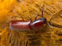 Corticeus (Corticeus) unicolor