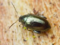 Psylliodes attenuatus