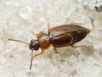 Anthobium atrocephalum