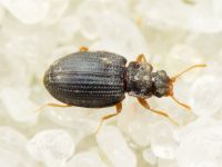 Latridius