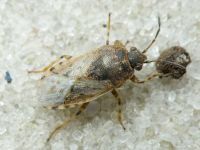 Platyplax salviae