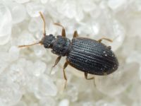 Latridius consimilis