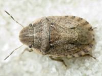 Sciocoris cursitans