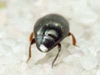 Histeridae